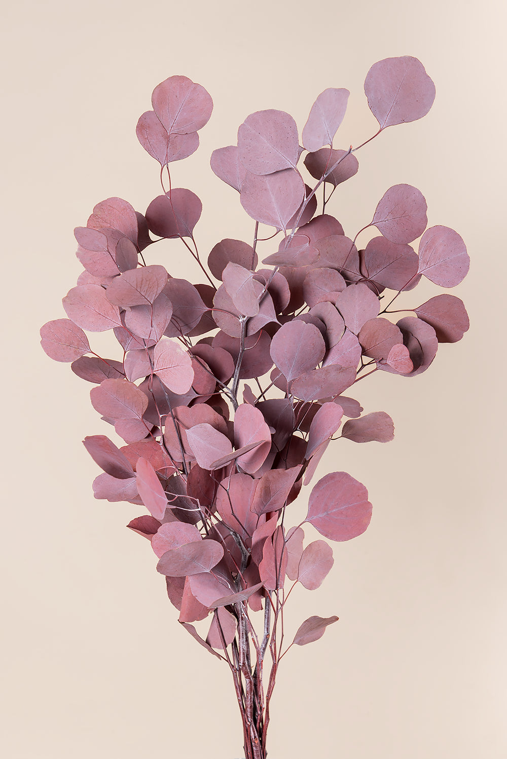 Populus