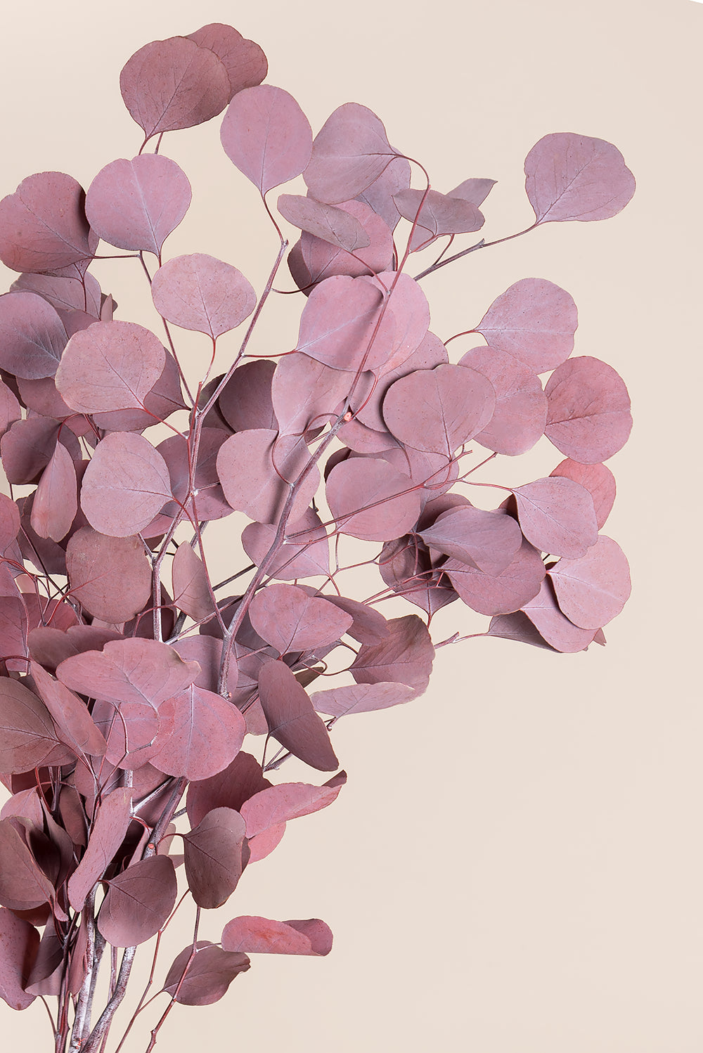 Populus
