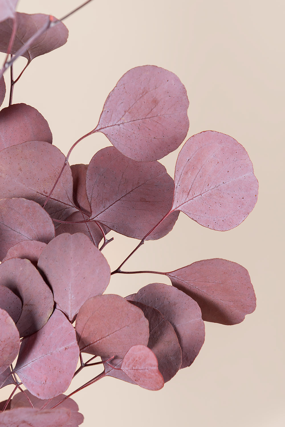 Populus