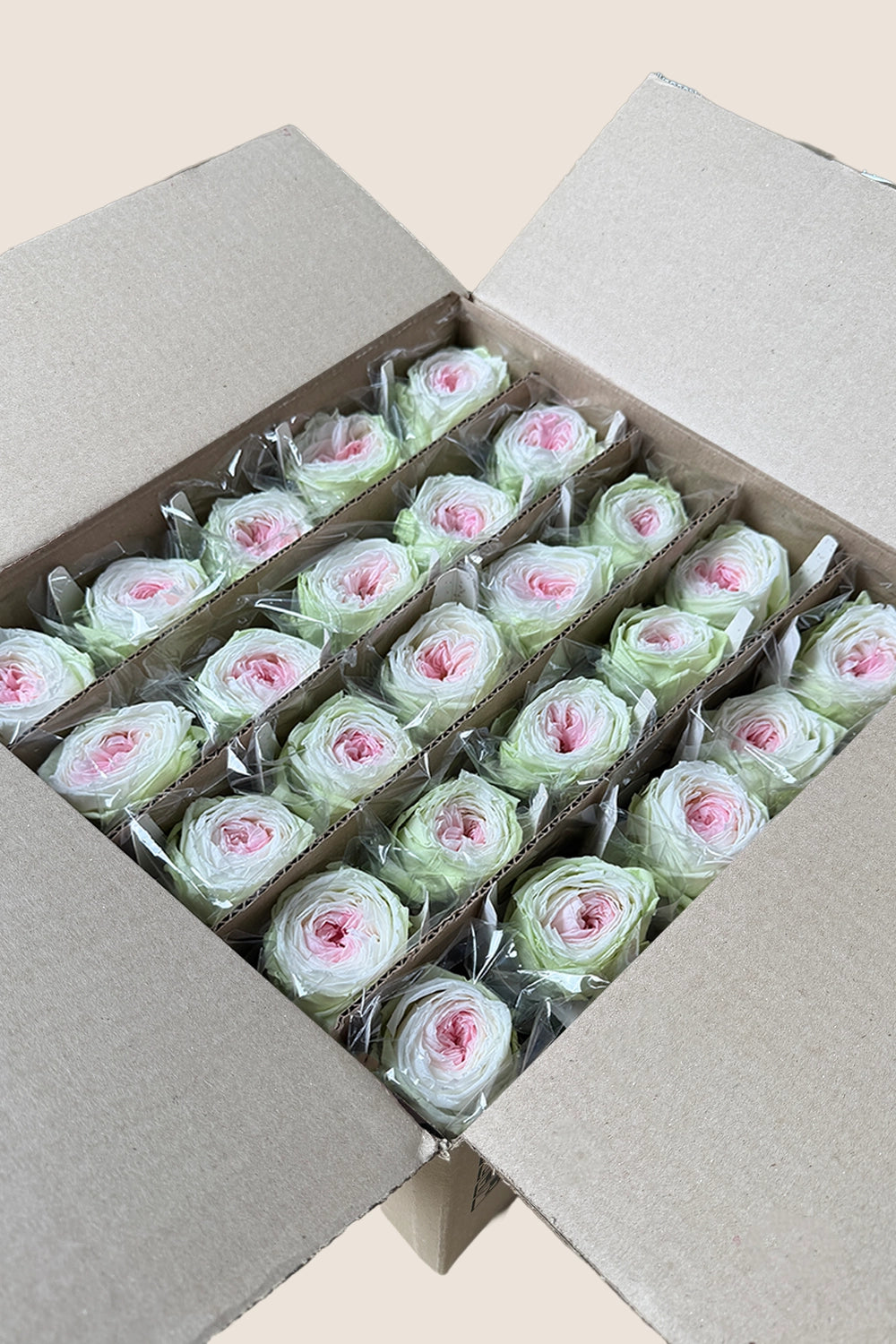 Mini Garden Stem Rose Bulk - Pack 25 u.