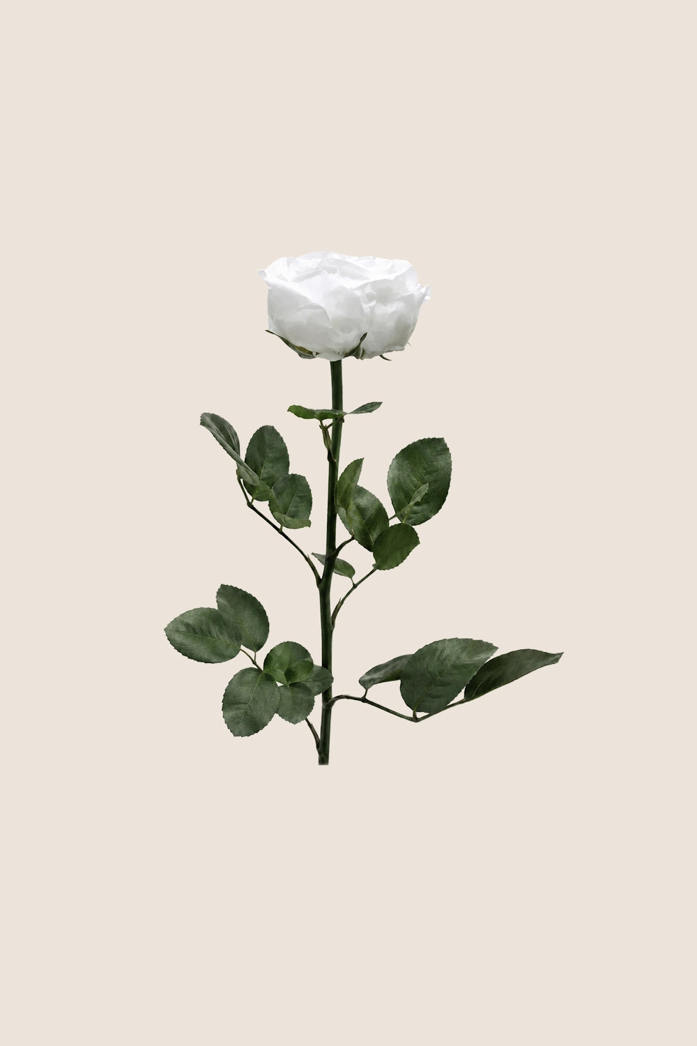 Mini Garden Stem Rose Bulk - Pack 25 u.