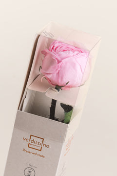 Rose pâle