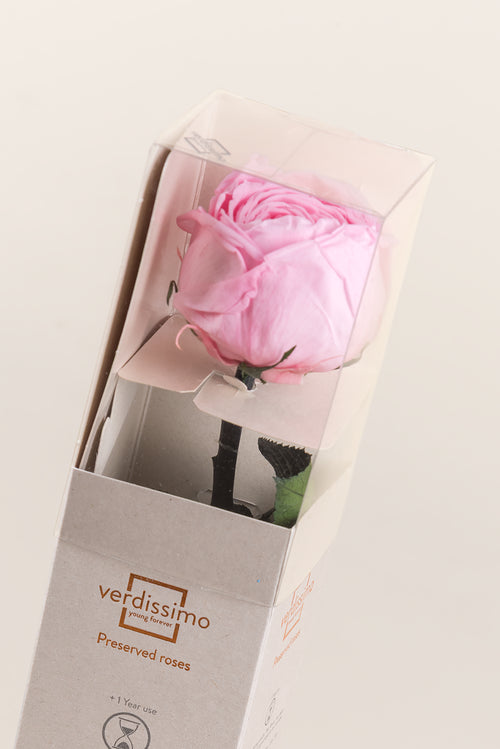 Mini Garden Stem Rose - Pack 25 u.