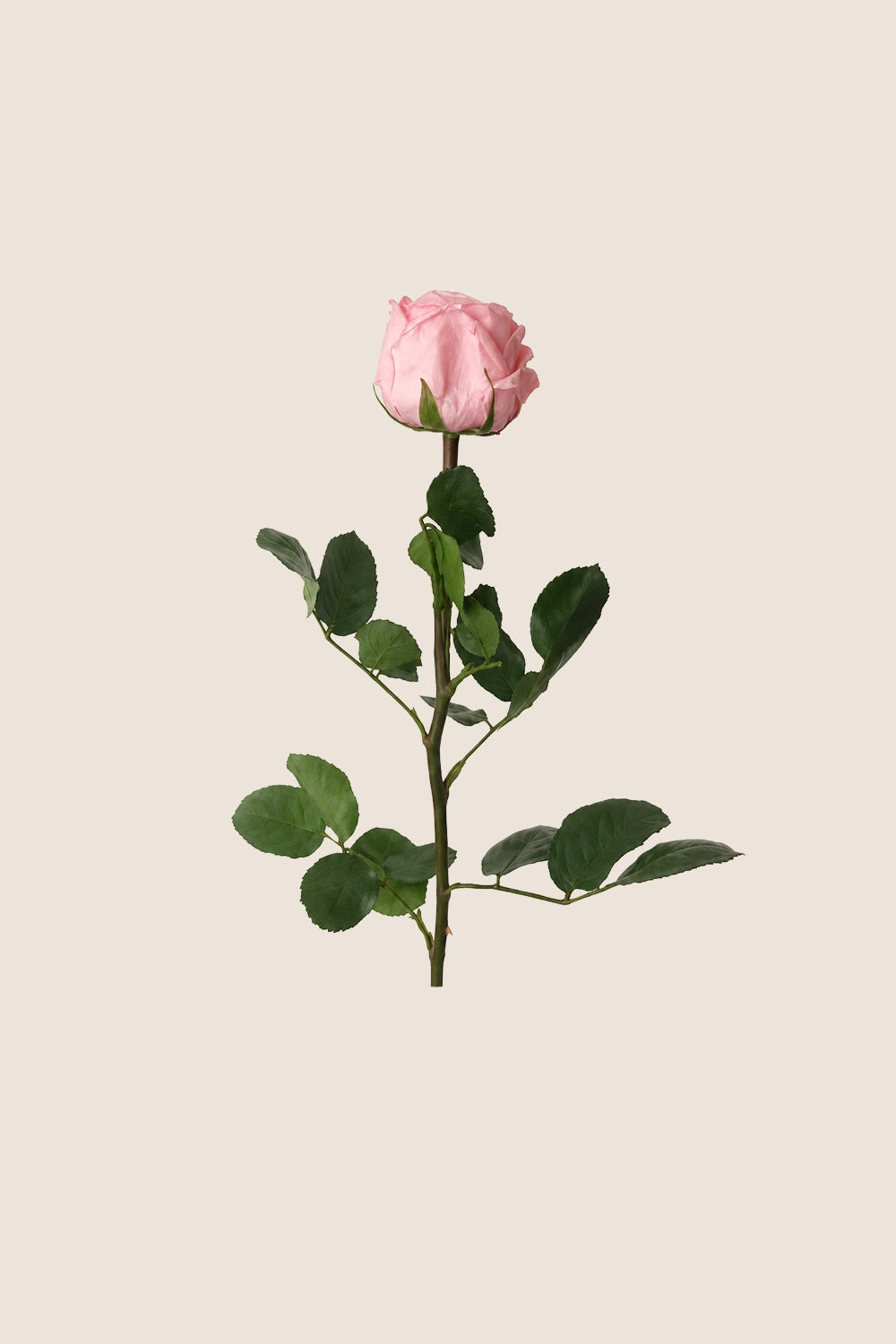 Mini Garden Stem Rose Bulk - Pack 25 u.
