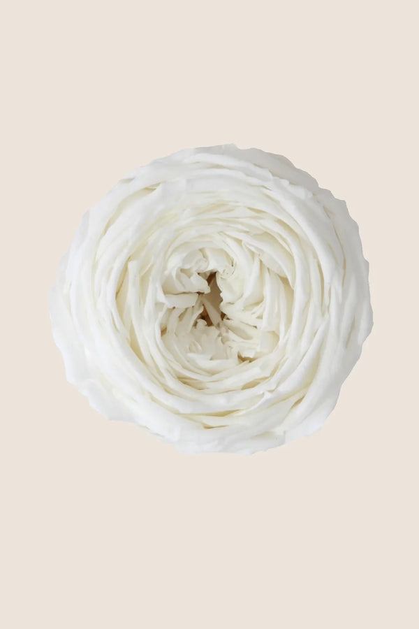 Mini rosa de tallo a granel - Paquete de 25 u.
