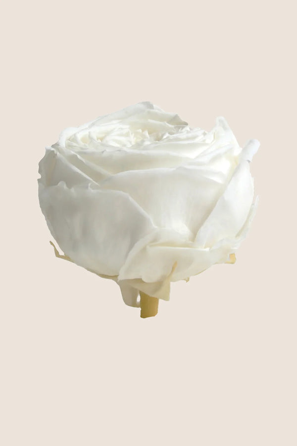 Mini rosa de tallo a granel - Paquete de 25 u.