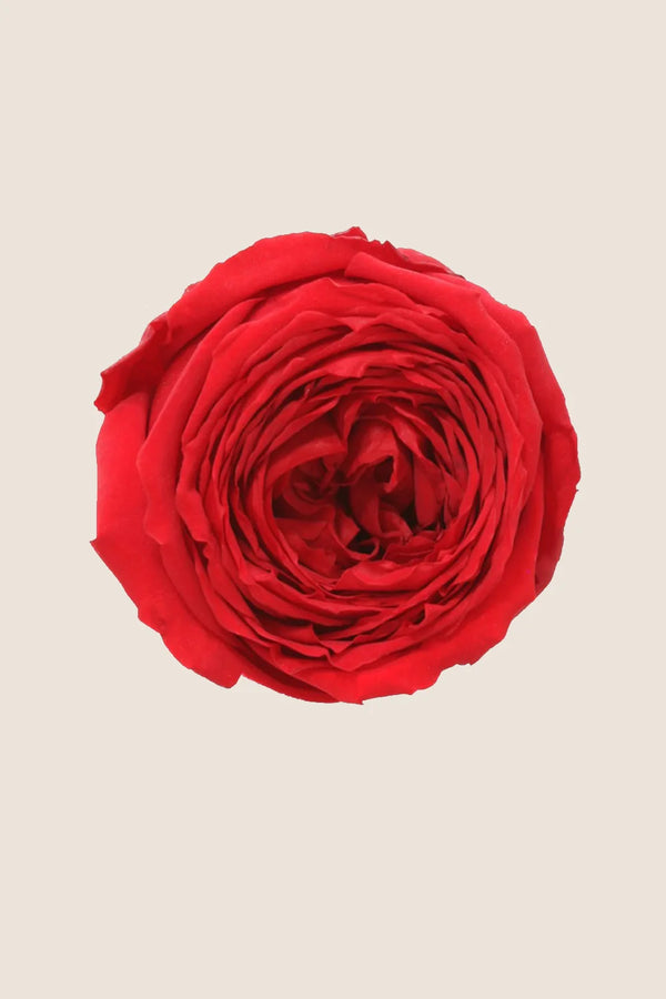 Mini rosa de tallo a granel - Paquete de 25 u.