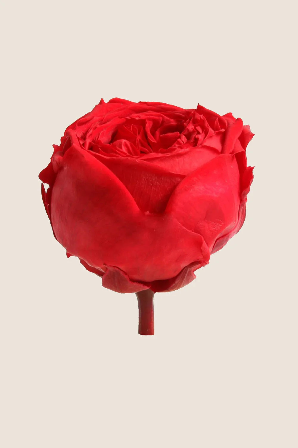 Mini Garden Stem Rose Bulk - Pack 25 u.