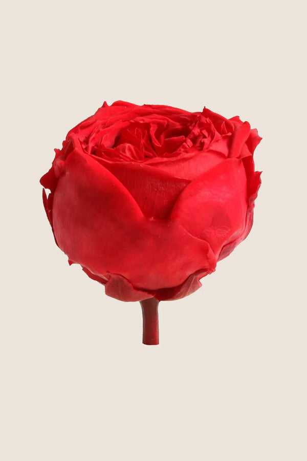Mini rosa de tallo a granel - Paquete de 25 u.