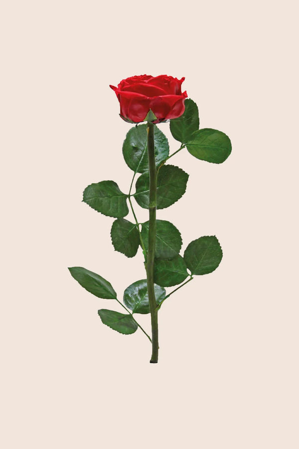 Mini Garden Stem Rose - Pack 25 u.