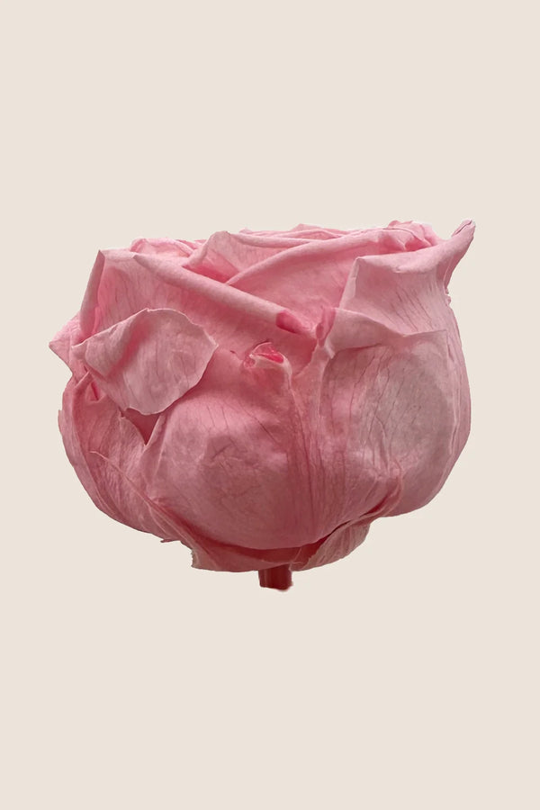 Mini rosa de tallo a granel - Paquete de 25 u.