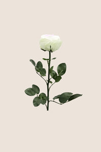 White / Pastel Pink / Pastel Green
