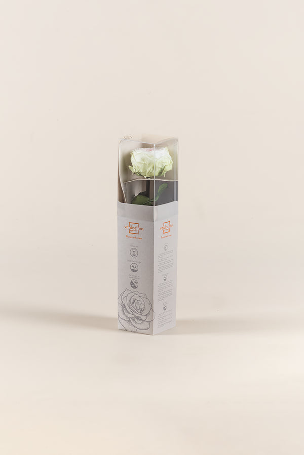 Mini Garden Stem Rose - Pack 25 u.