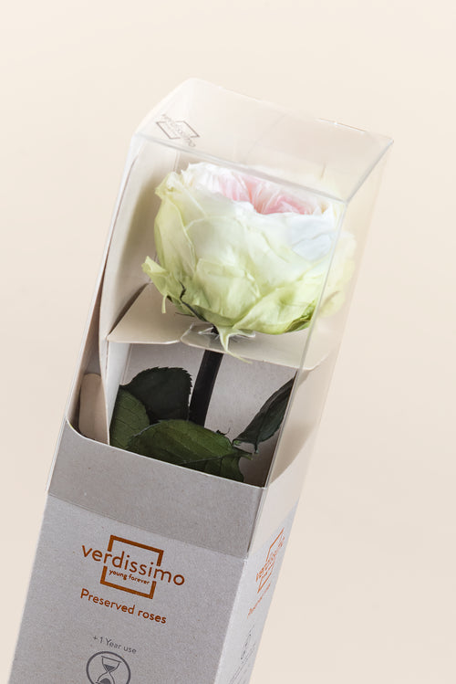 Mini Garden Stem Rose - Pack 25 u.