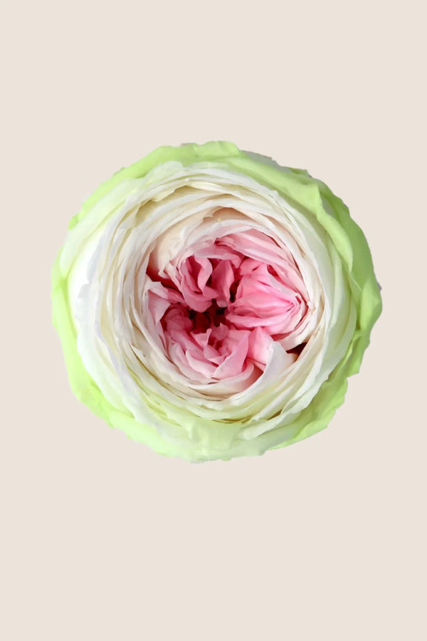 Mini rosa de tallo a granel - Paquete de 25 u.