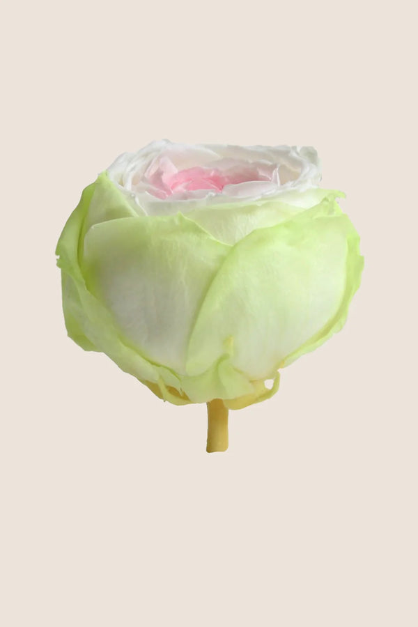 Mini rosa de tallo a granel - Paquete de 25 u.