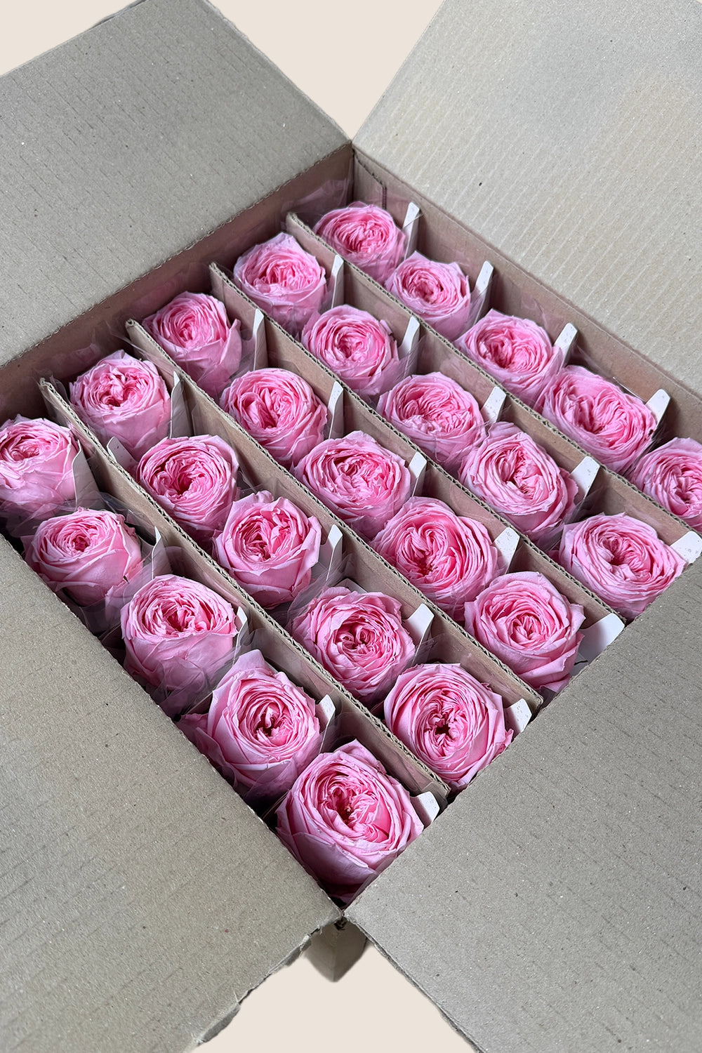 Mini Garden Stem Rose Bulk - Pack 25 u.