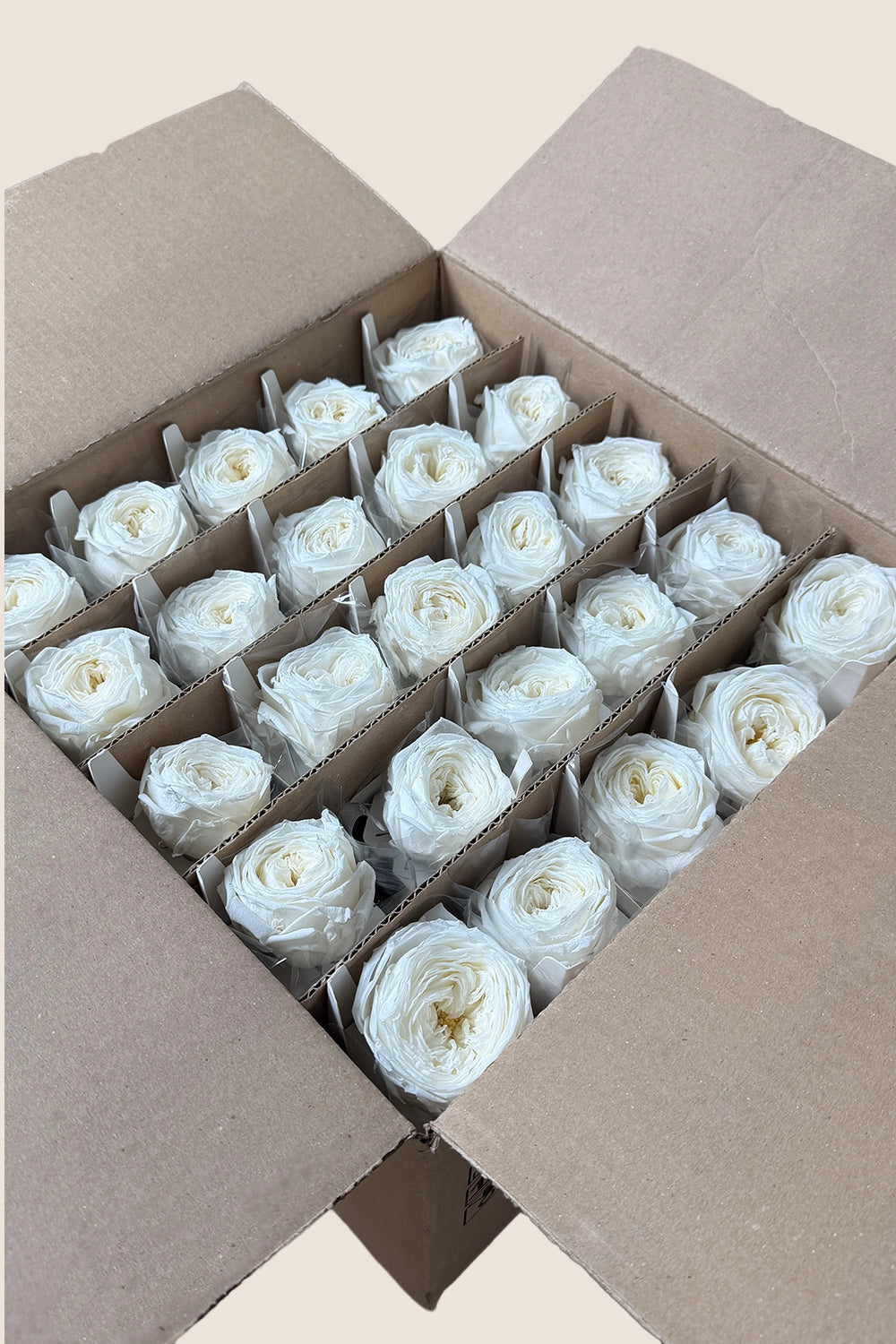 Mini Garden Stem Rose Bulk - Pack 25 u.