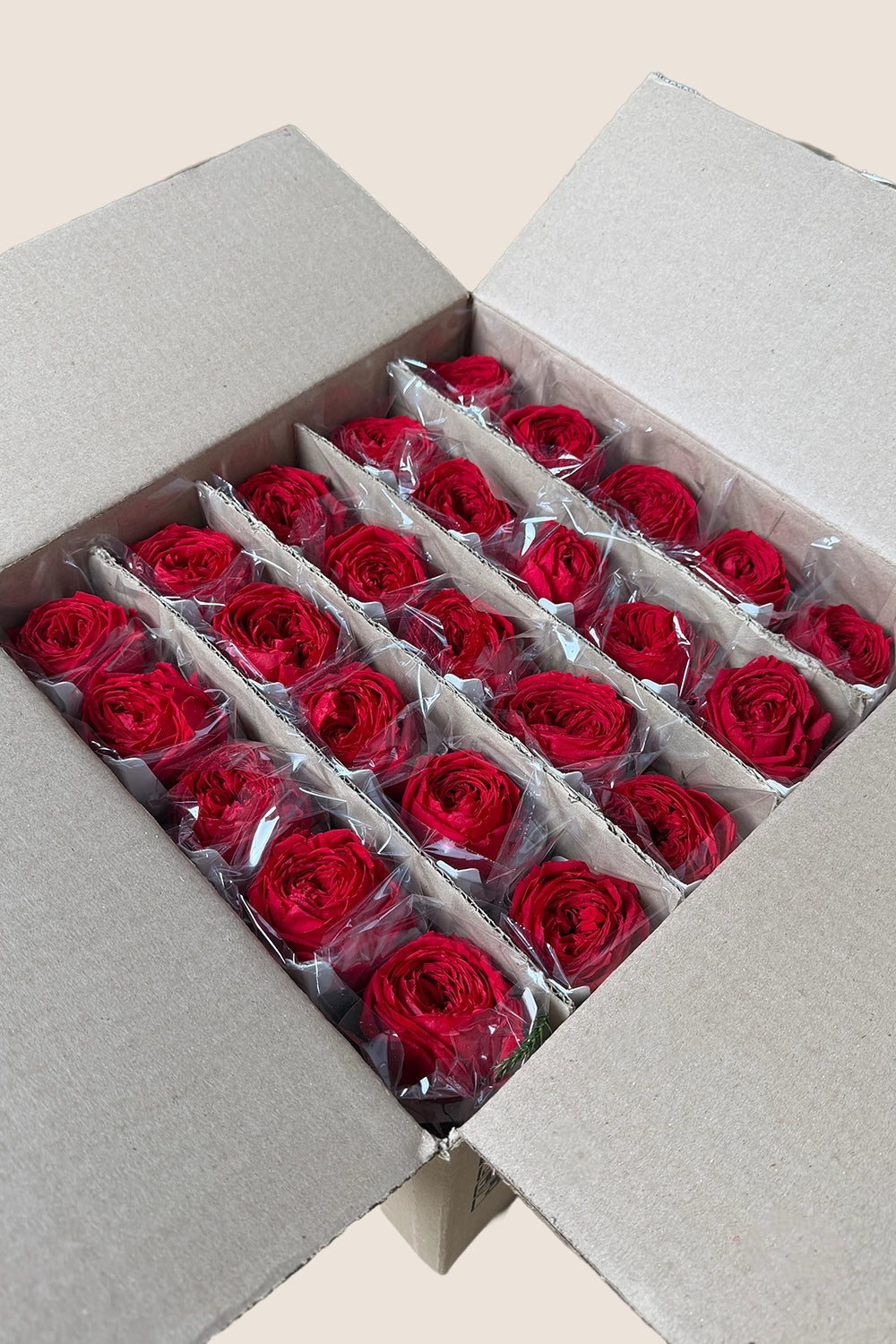 Mini Garden Stem Rose Bulk - Pack 25 u.
