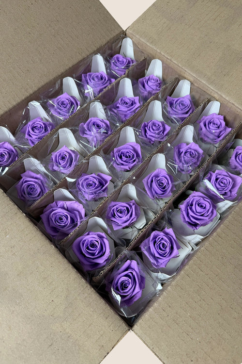 Amorosa Mini Bulk - Pack 25 u.