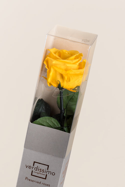 Amorosa Standard-Geschenkbox - Pack 20 u.