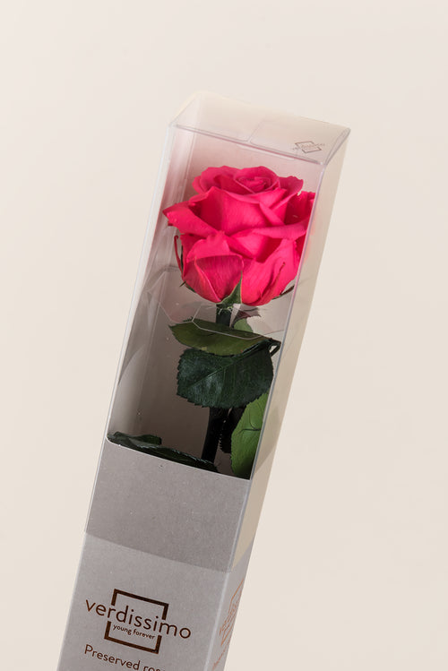 Amorosa Standard Gift Box - Pack 20 u.