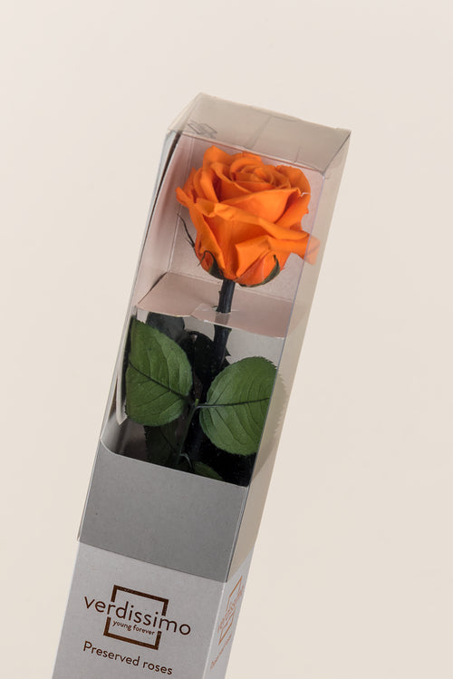 Amorosa Standard-Geschenkbox - Pack 20 u.