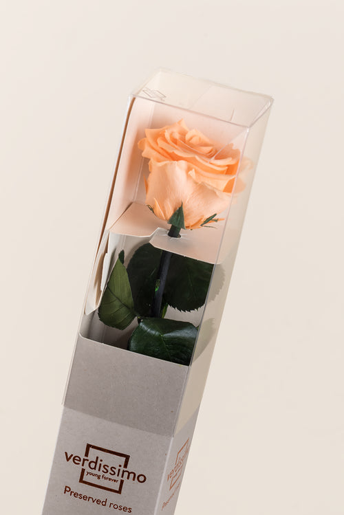 Amorosa Standard-Geschenkbox - Pack 20 u.