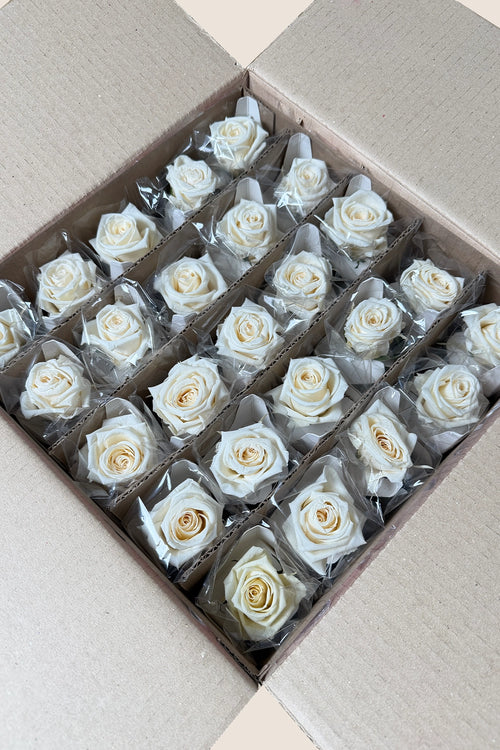 Amorosa Mini Bulk - Pack 25 u.