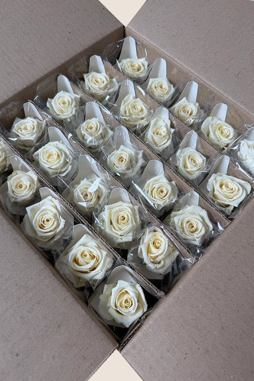Amorosa Mini Bulk - Pack 25 u.