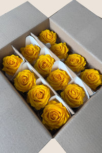 Warm Yellow