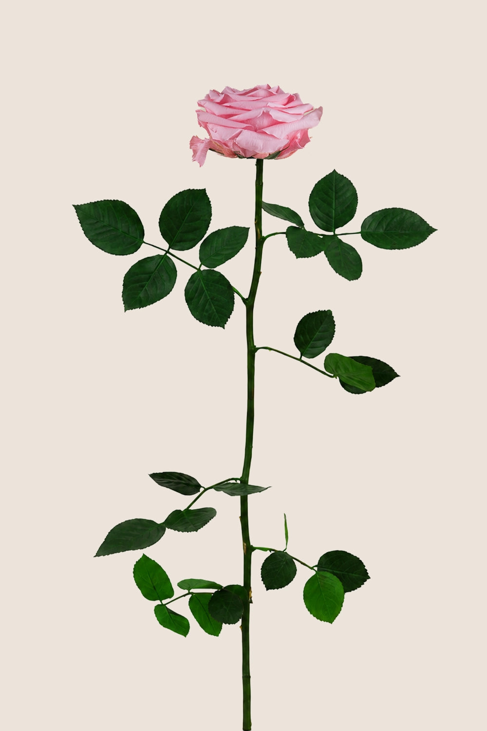 Amorosa Premium Vrac - Pack 12 u.
