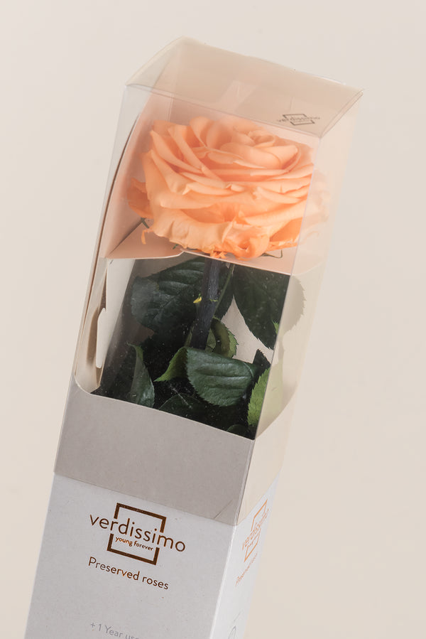Coffret Cadeau Premium Amorosa - Pack de 12 u.