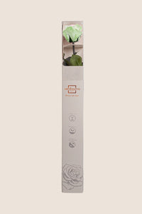 White / Pastel Pink / Pastel Green