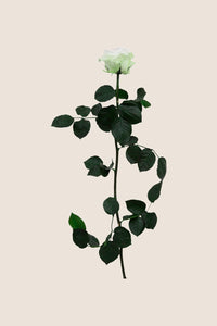 White / Pastel Pink / Pastel Green
