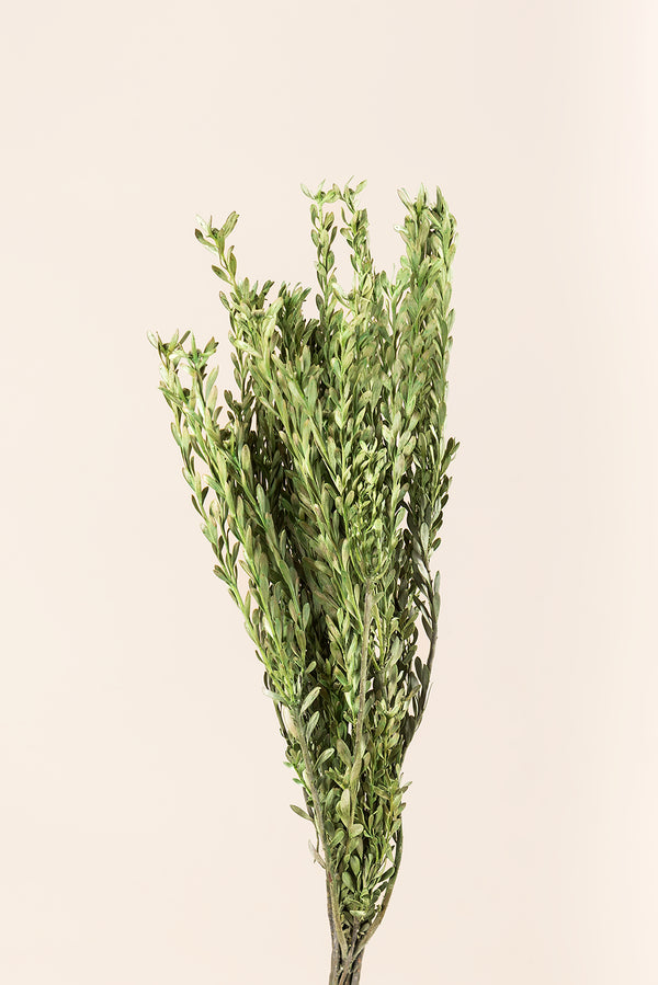 Pubescens