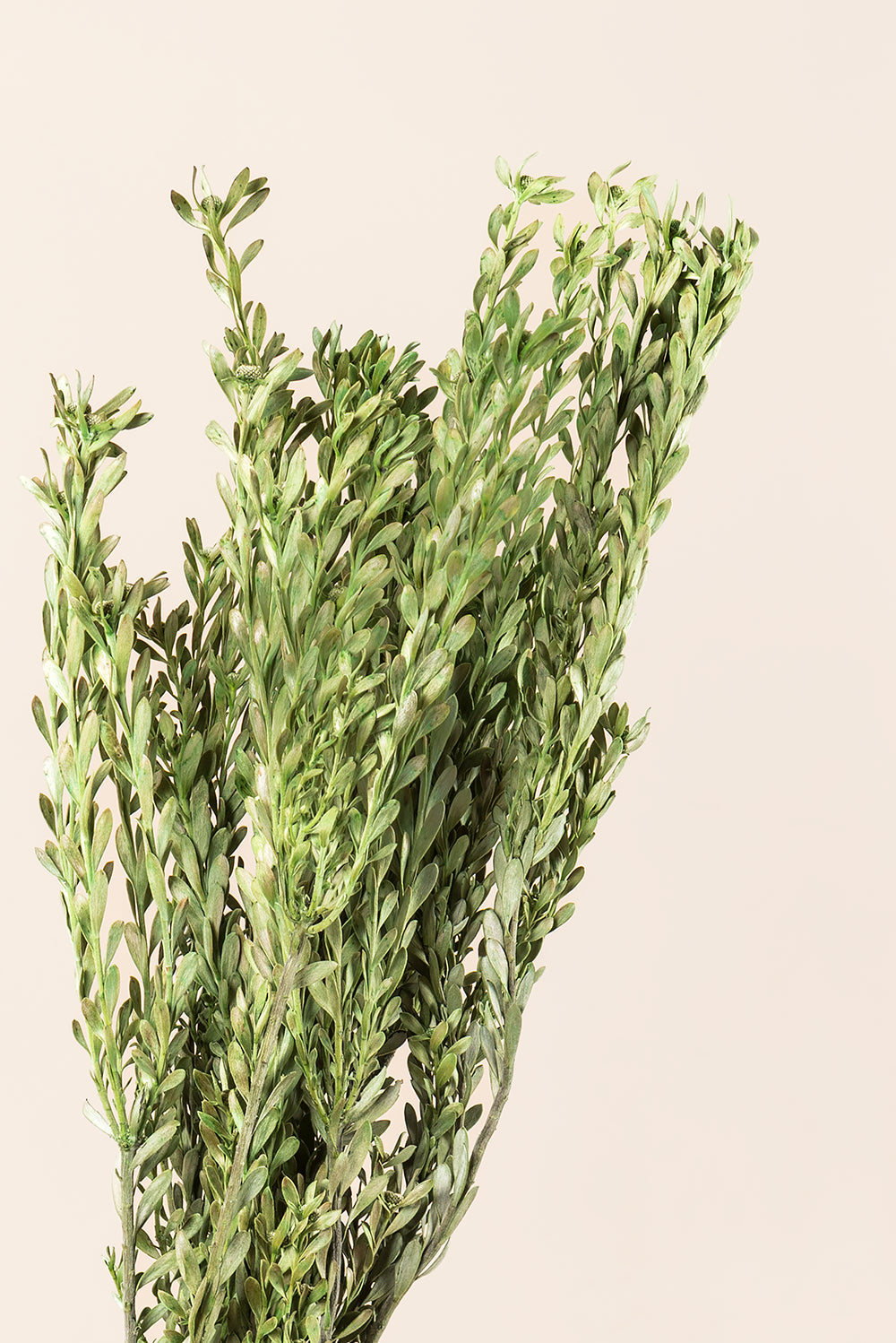 Pubescens