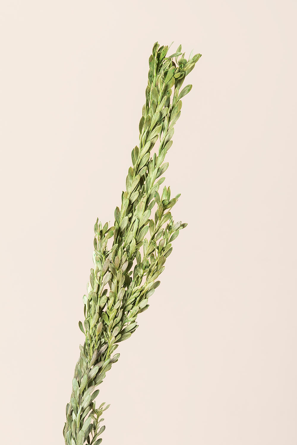 Pubescens