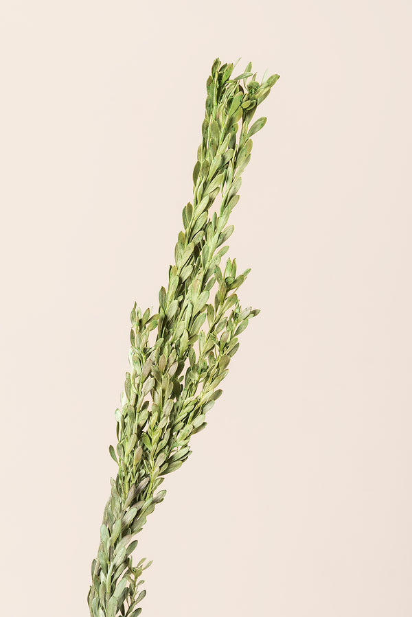 Pubescens