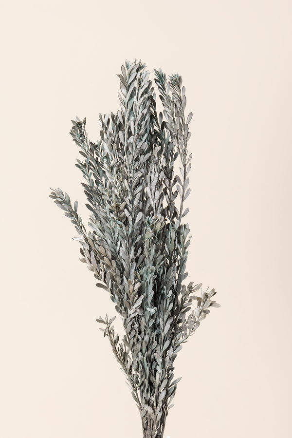 Pubescens