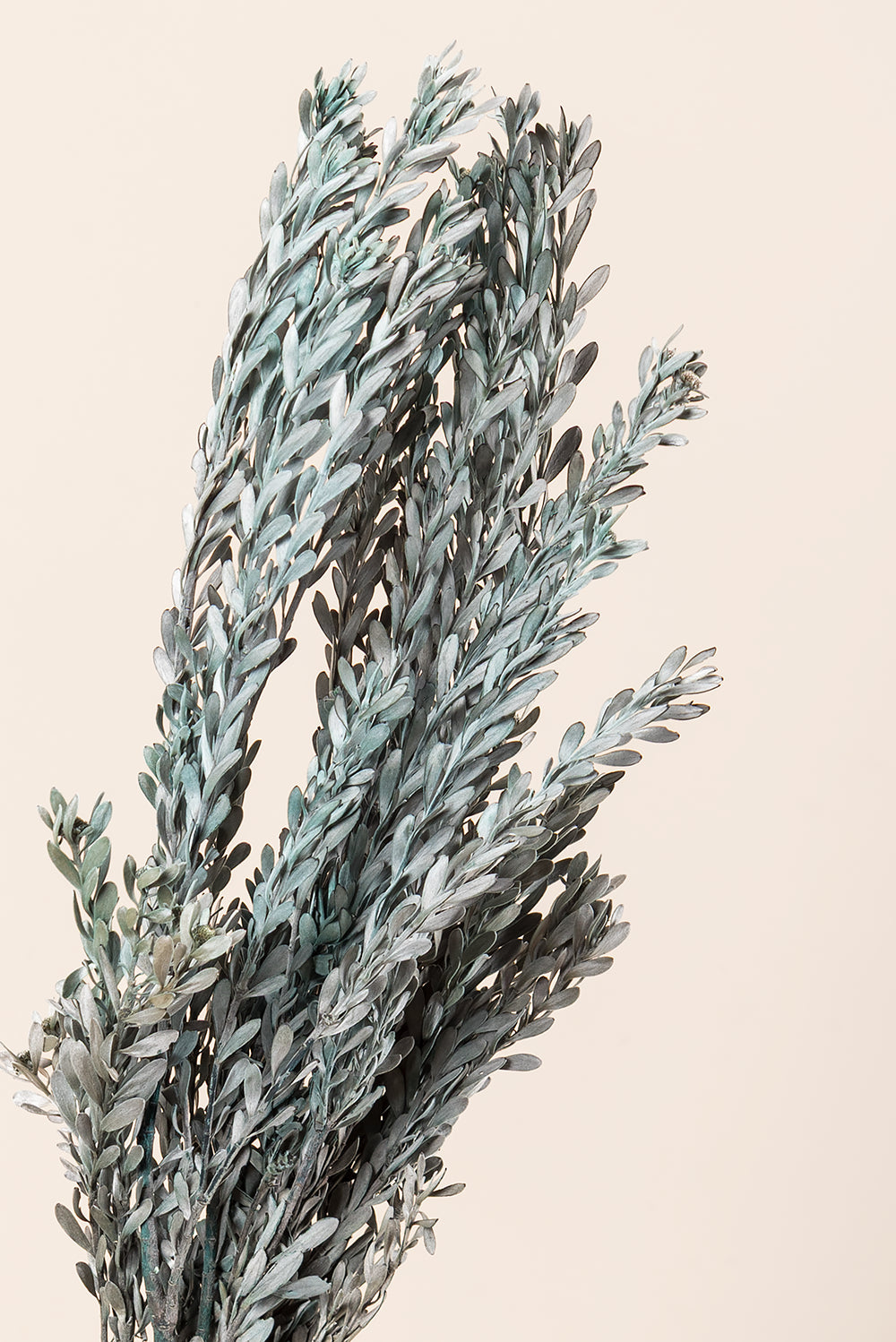 Pubescens