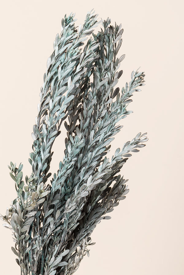 Pubescens