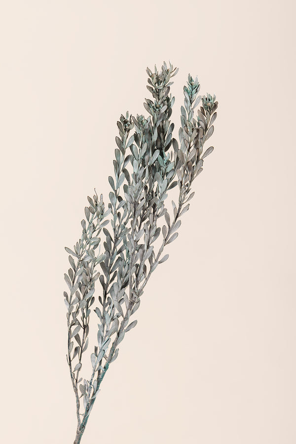 Pubescens