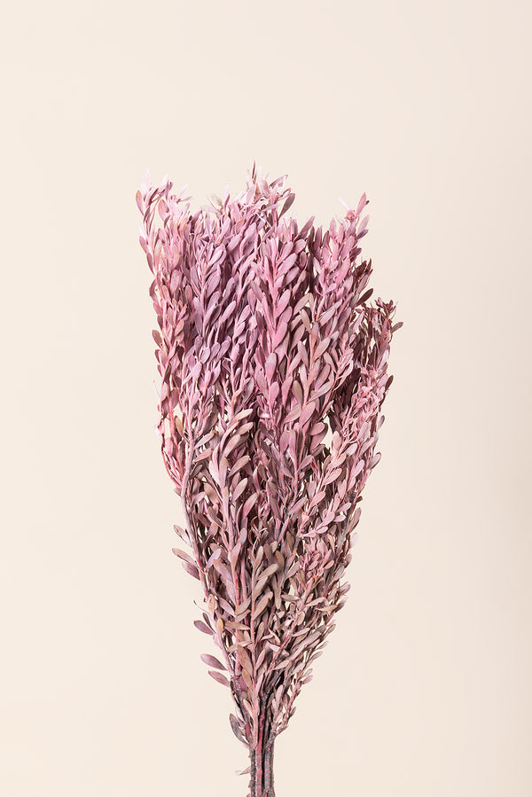 Pubescens
