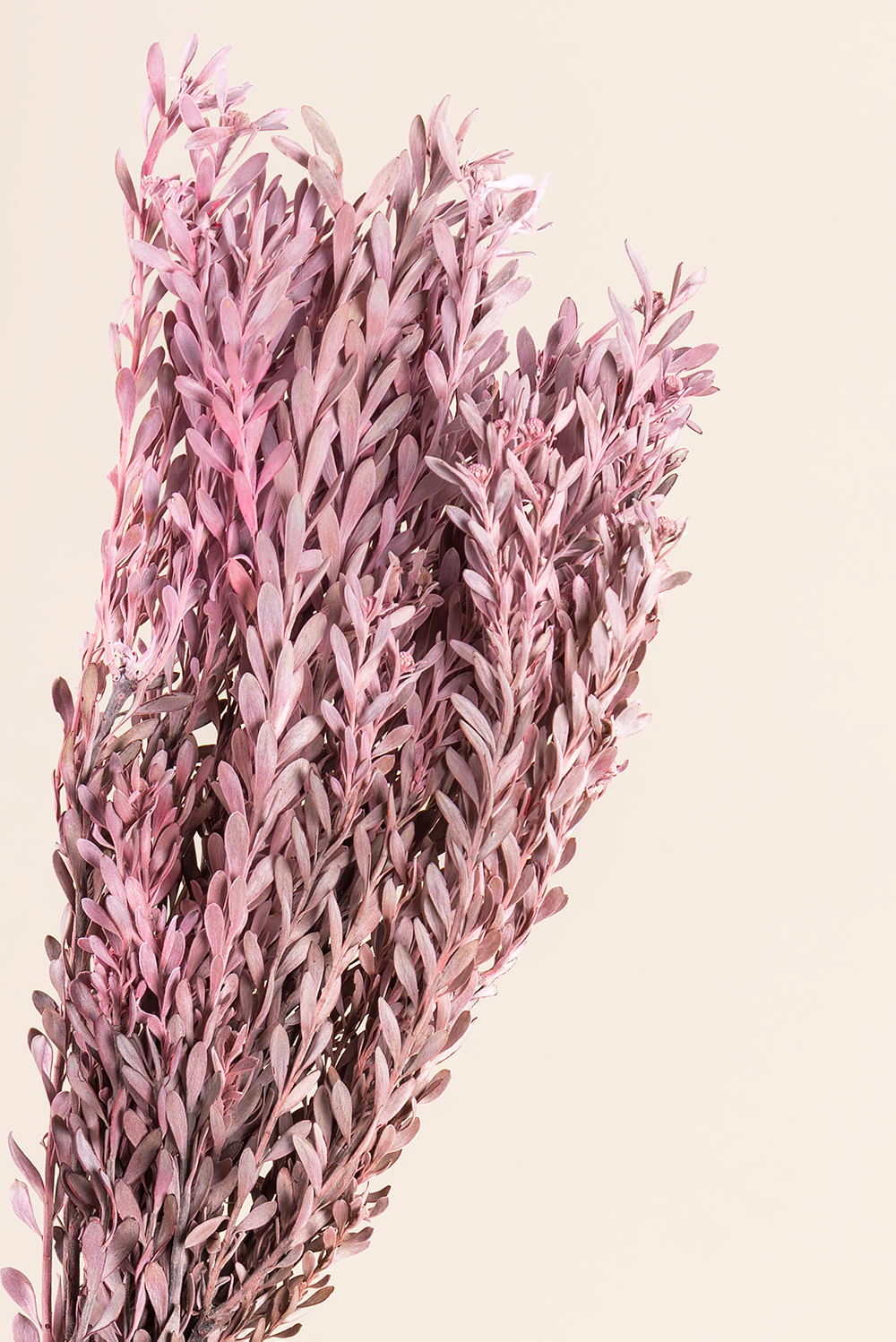 Pubescens