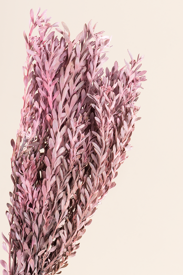 Pubescens