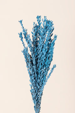 Dusty Blue