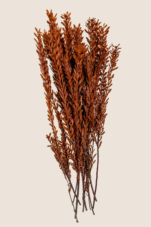 Pubescens