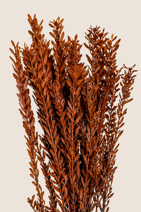 Pubescens