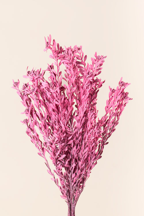 Pubescens